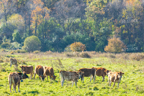 Jersey Cattle on Pasture 145099