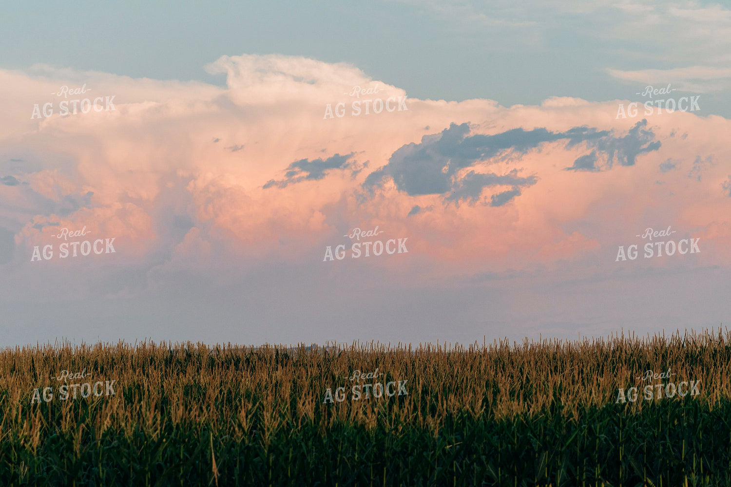 Corn Field at Dusk 61065