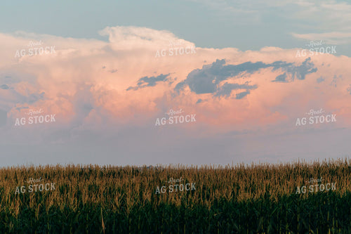Corn Field at Dusk 61065