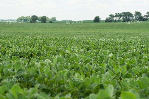 Soybean Field 76204