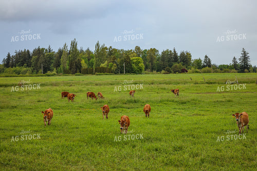 Jersey Cows 261100