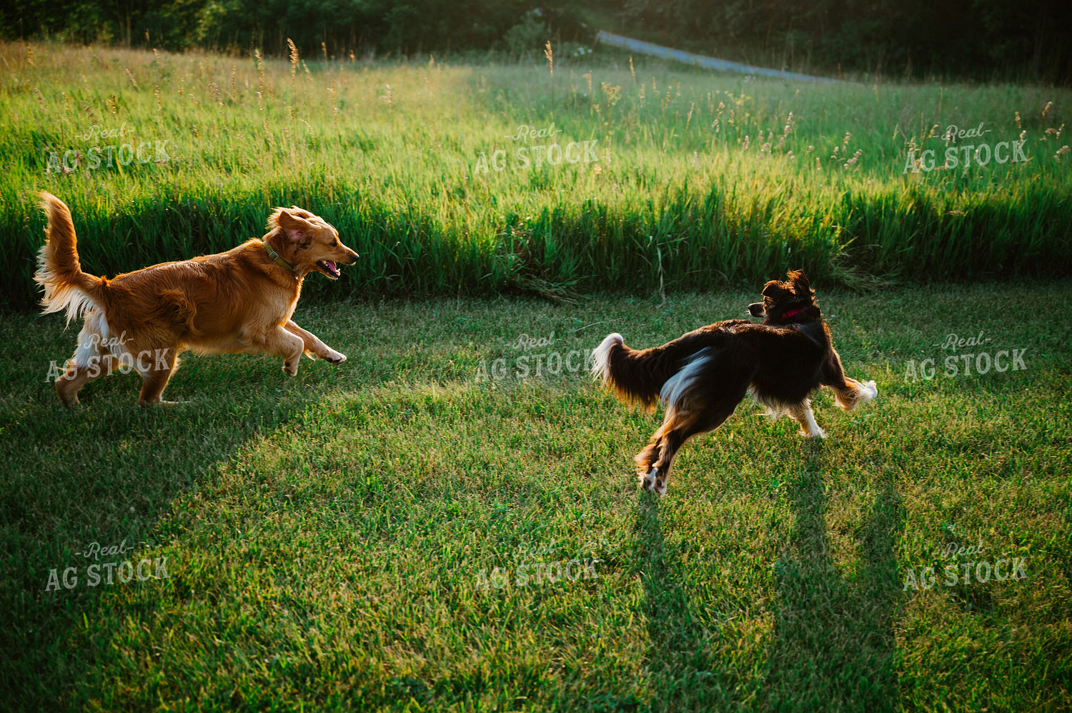 Farm Dogs 125150