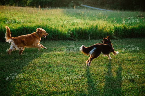 Farm Dogs 125150