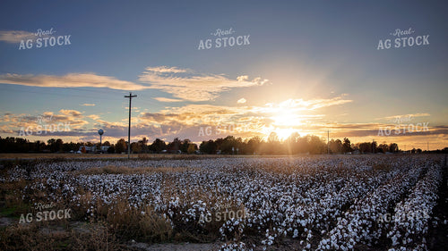 Cotton Field at Sunset 265000
