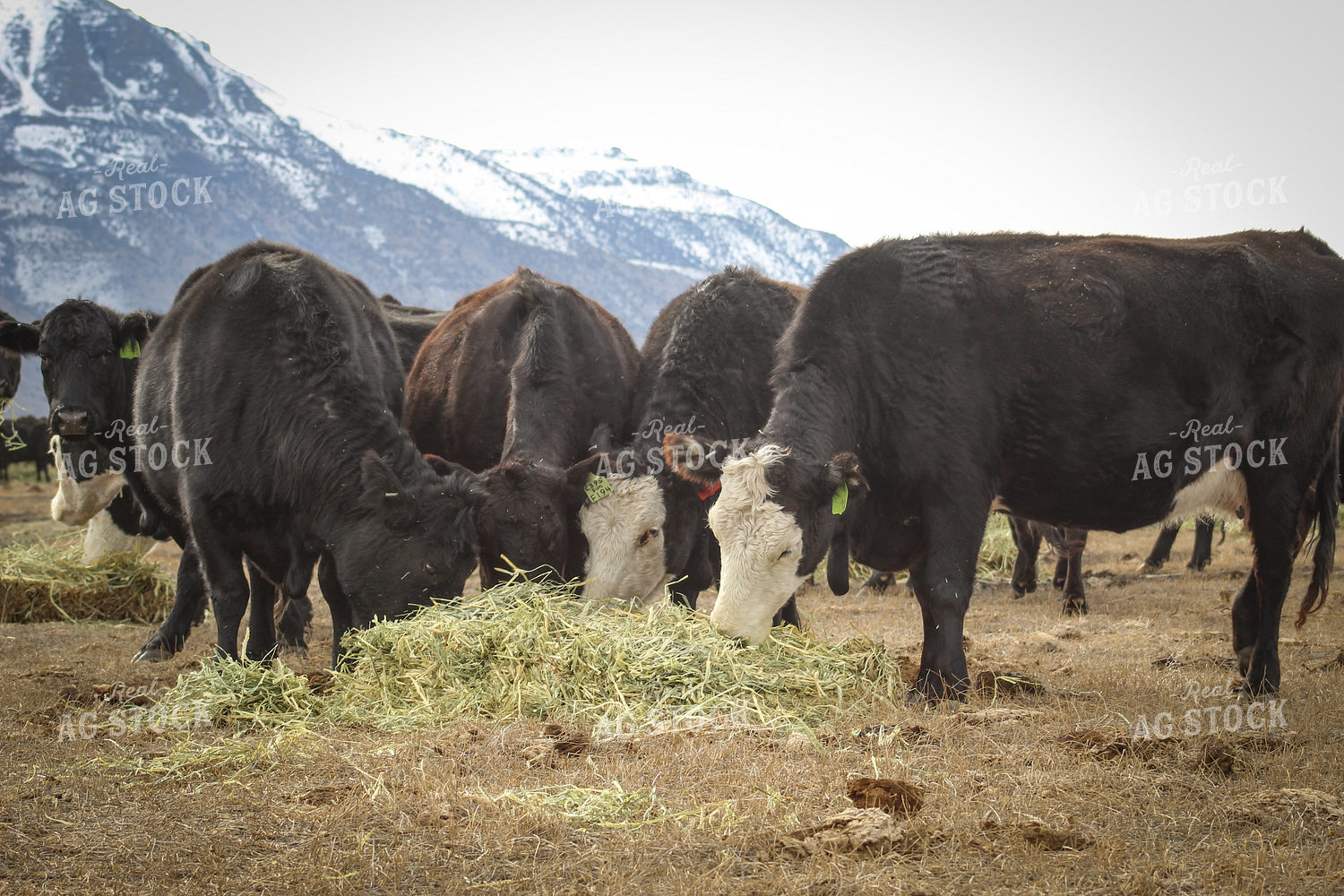 Angus Replacement Heifer Cattle on Pasture 78113