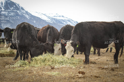 Angus Replacement Heifer Cattle on Pasture 78113