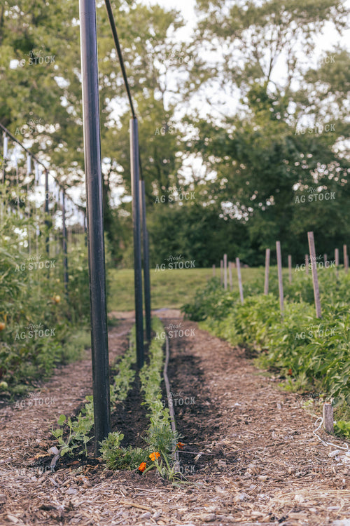 Garden 162000
