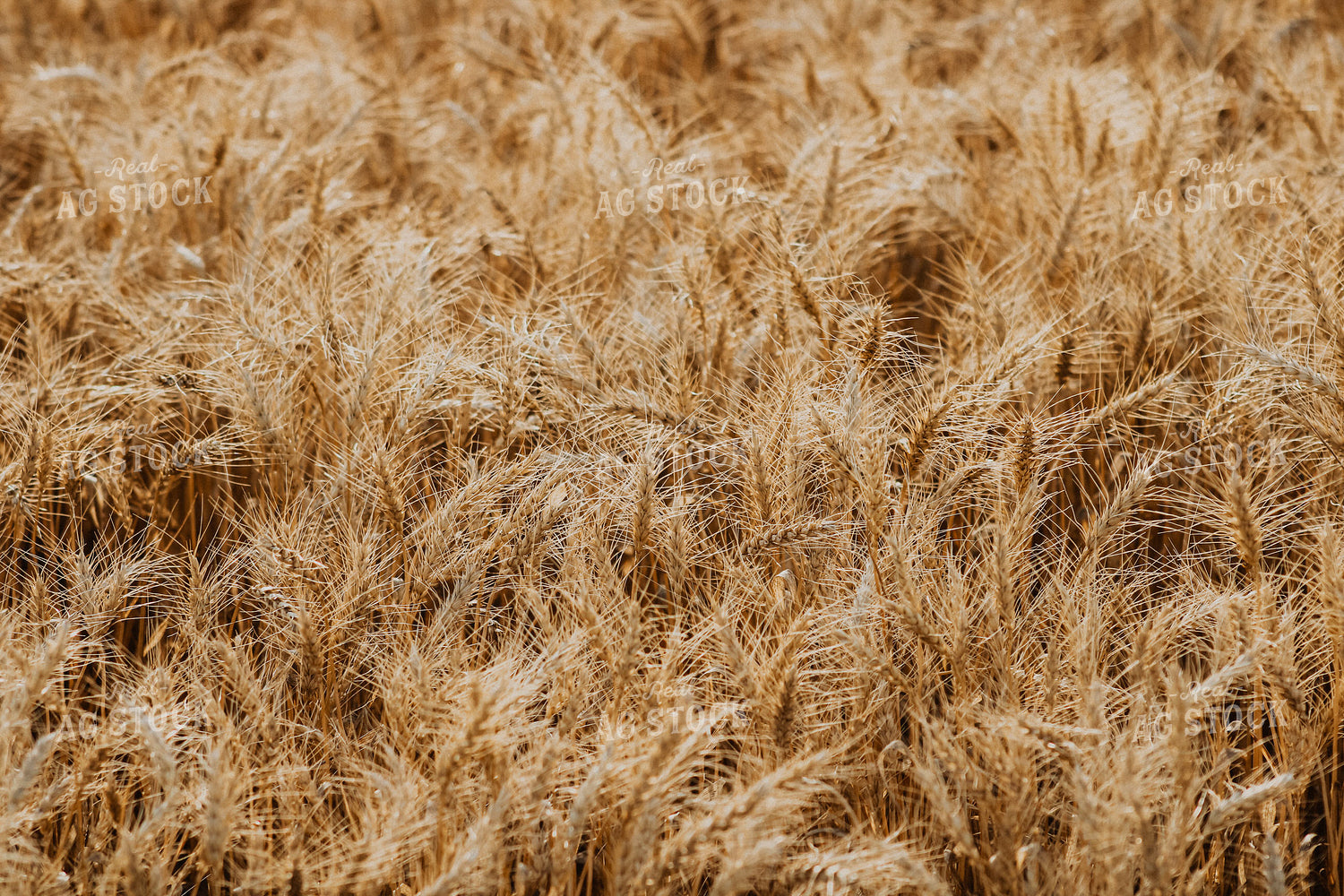 Wheat 187042