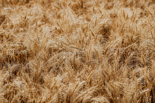 Wheat 187042