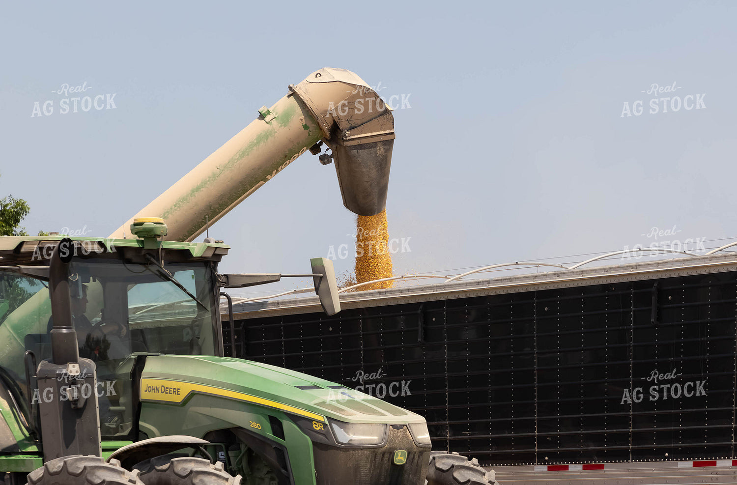 Corn Harvest 79421