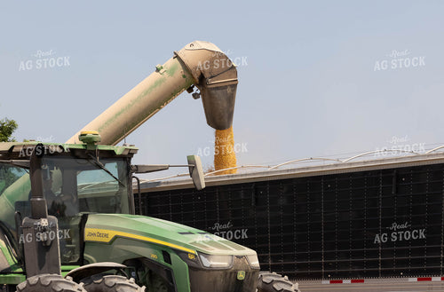 Corn Harvest 79421