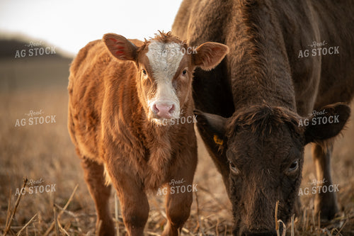 Cow Calf Pair 76598