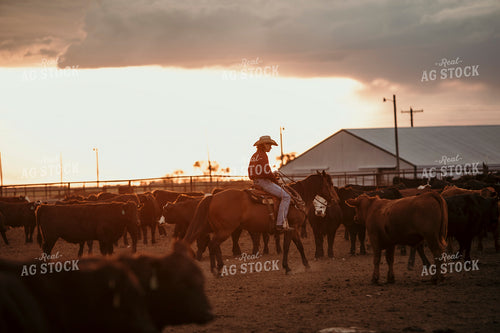 Feedyard 3114