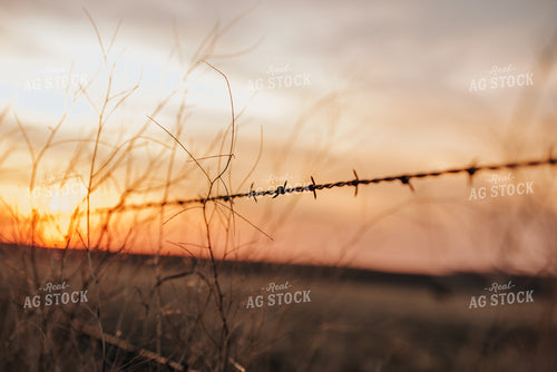 Barbed Wire 68039
