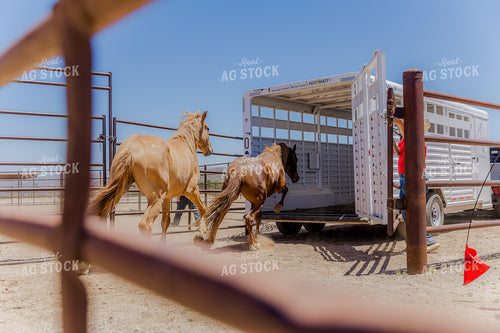 Horses Getting on Trailer 184031