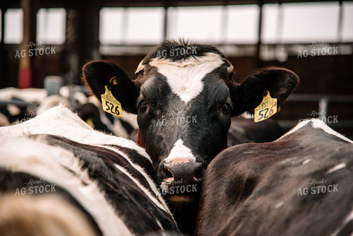 Holstein Cattle in Open Barn 137030