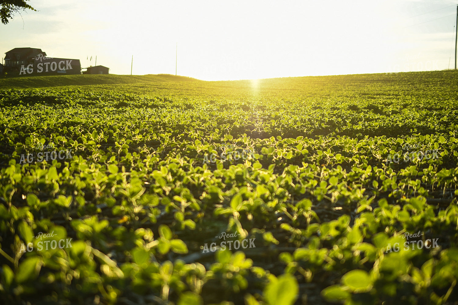 Sunrise over Soybean Field 191200