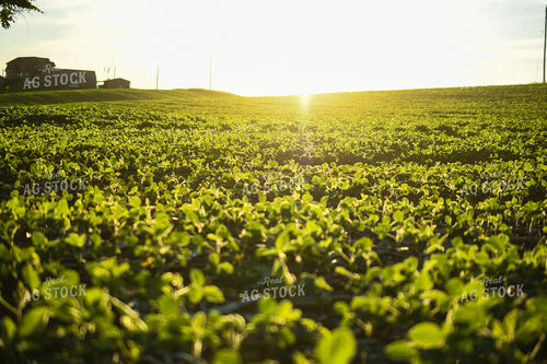 Sunrise over Soybean Field 191200