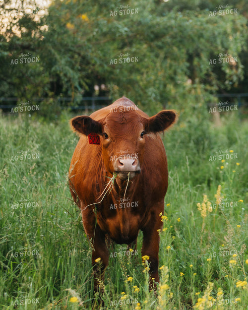 Limosuin Cow 174058