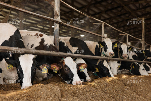 Cattle in Open Air Barn 152753