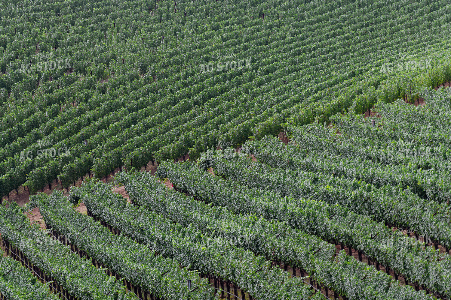 Vineyard Grape Production Aerial 107064