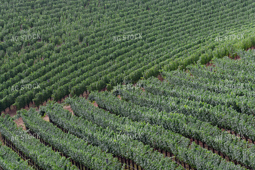 Vineyard Grape Production Aerial 107064