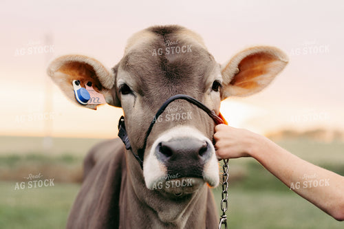 Brown Swiss Show Cattle 68229