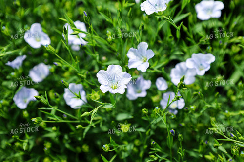 Flowering Flax 187107
