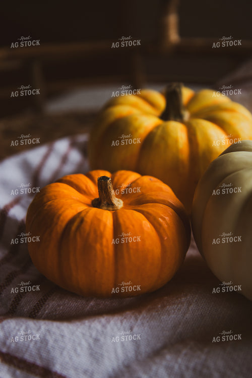 Mini Gourds 67891