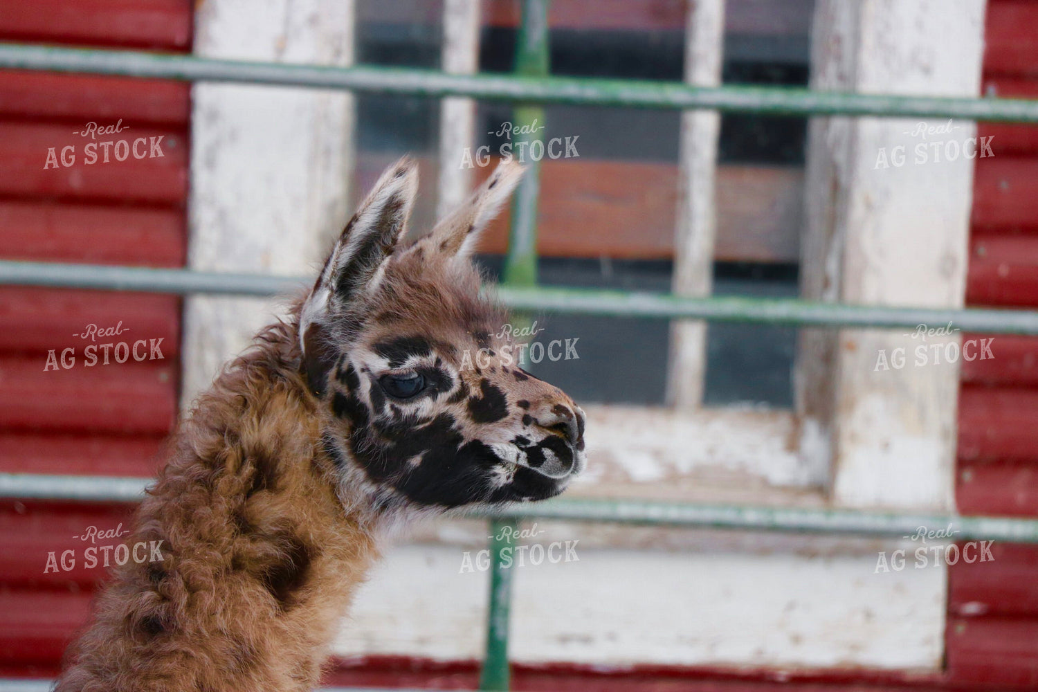 Alpaca 299308