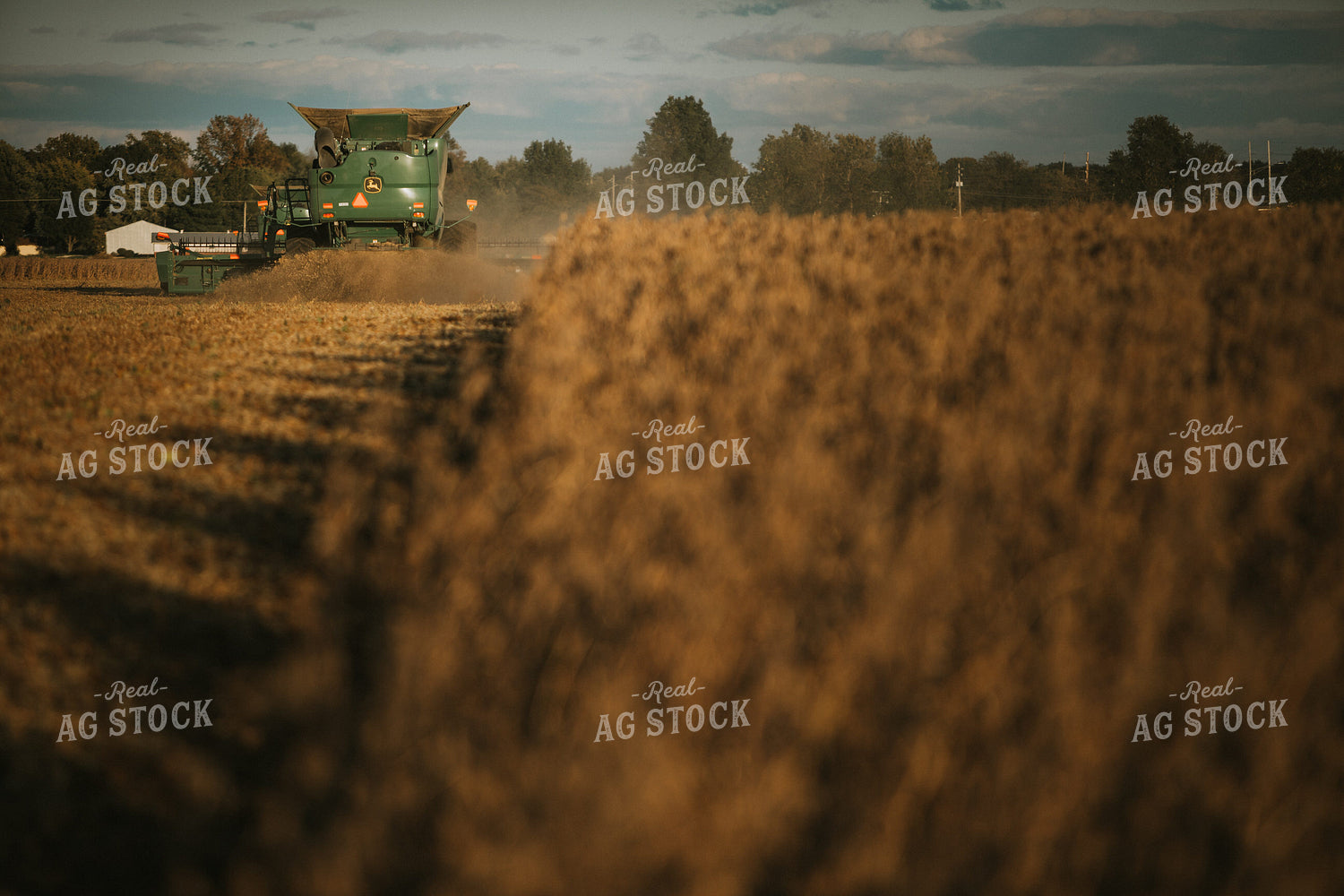 Soybean Harvest 6846
