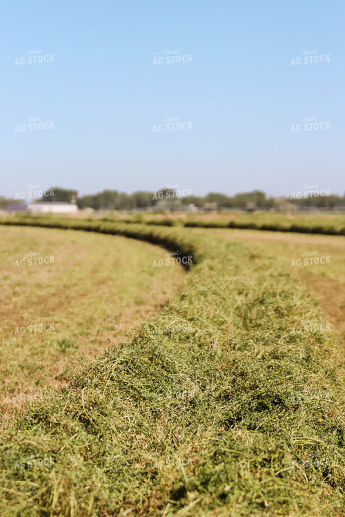 Windrowed Hay 83047