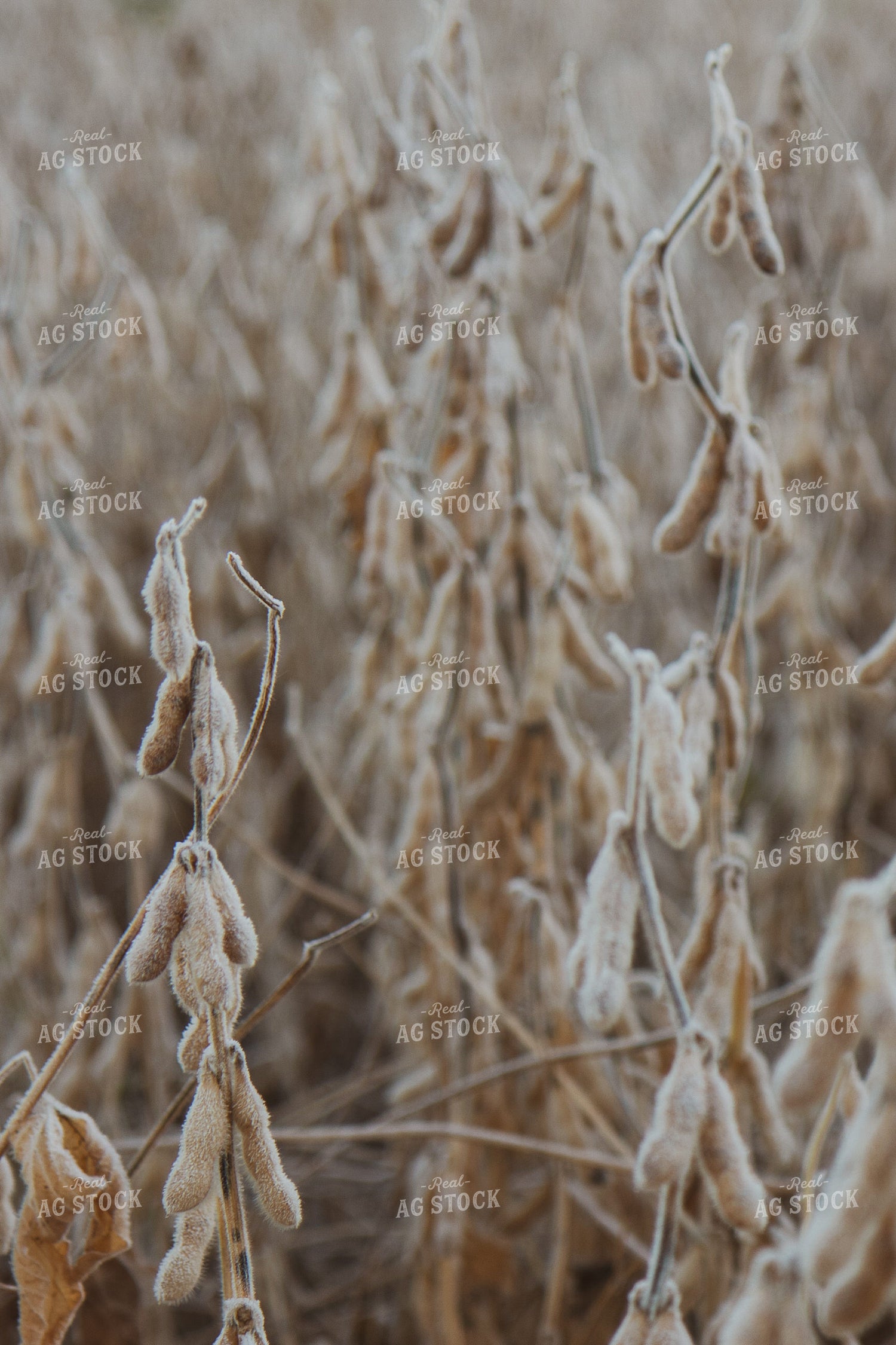 Frost Covered Dried Soybeans 67846