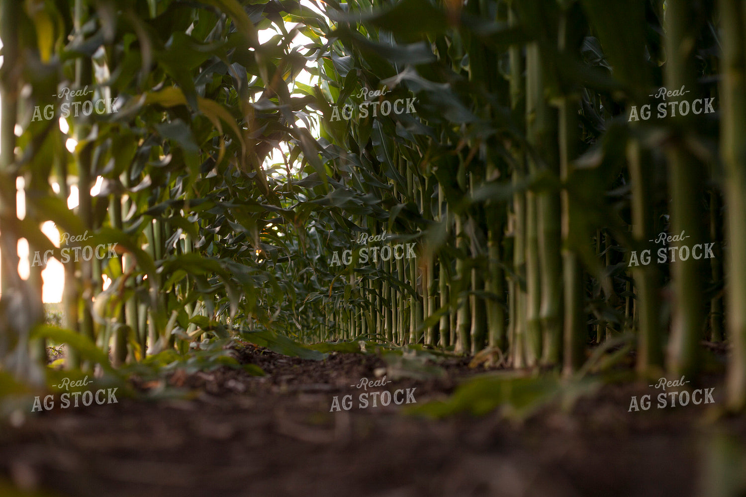 Corn - Mid-Season 1250