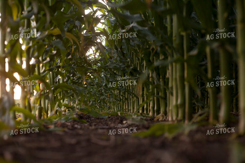 Corn - Mid-Season 1250