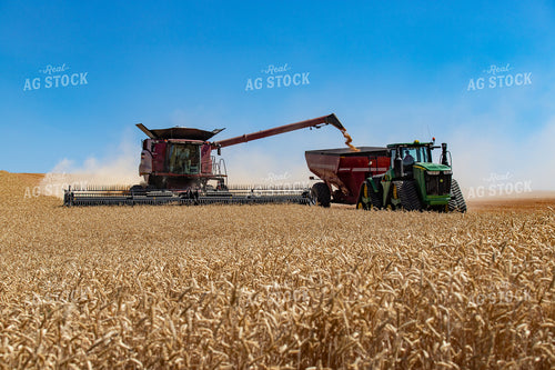 Wheat Harvest 188022