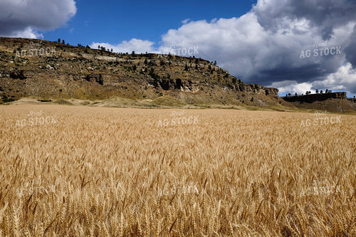 Dried Wheat Field by Mountains 154100