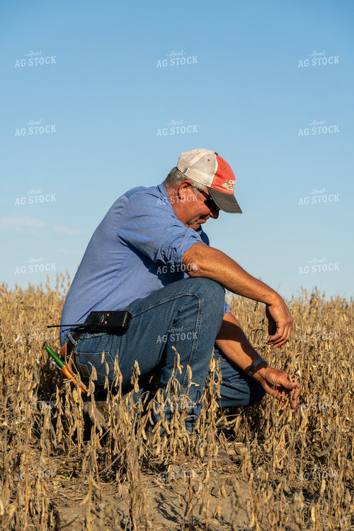 Farmer in Hail Damaged Soybean Field 65082