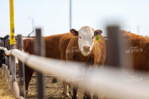 Hereford Cow in Farmyard 99009