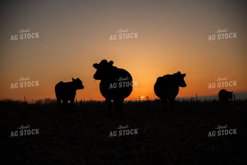 Cattle in Pasture at Sunset 76603