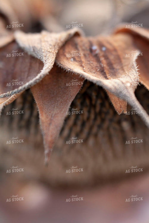 Sunflowers 2110