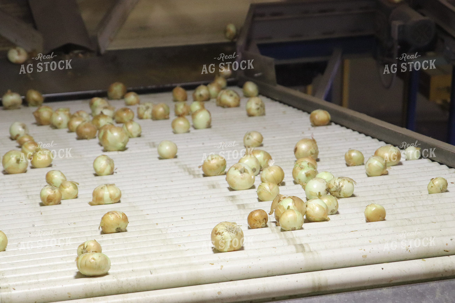 Processing Onions 102088