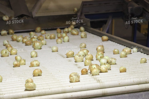 Processing Onions 102088