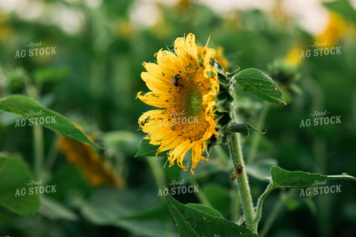 Bee Pollinating Sunflower 3271