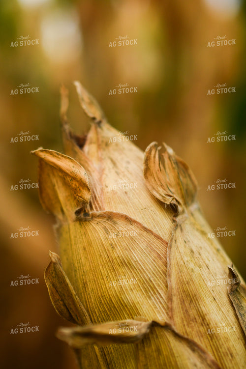 Dried Corn Ear 191234
