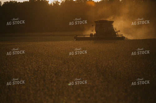 Combine Cutting Soybeans at Sunset 4853