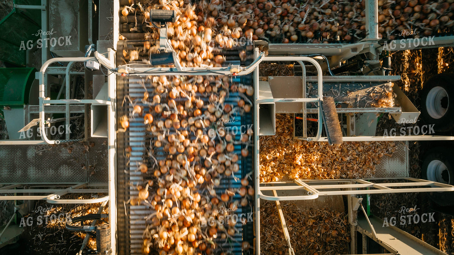 Onion Harvest 56711