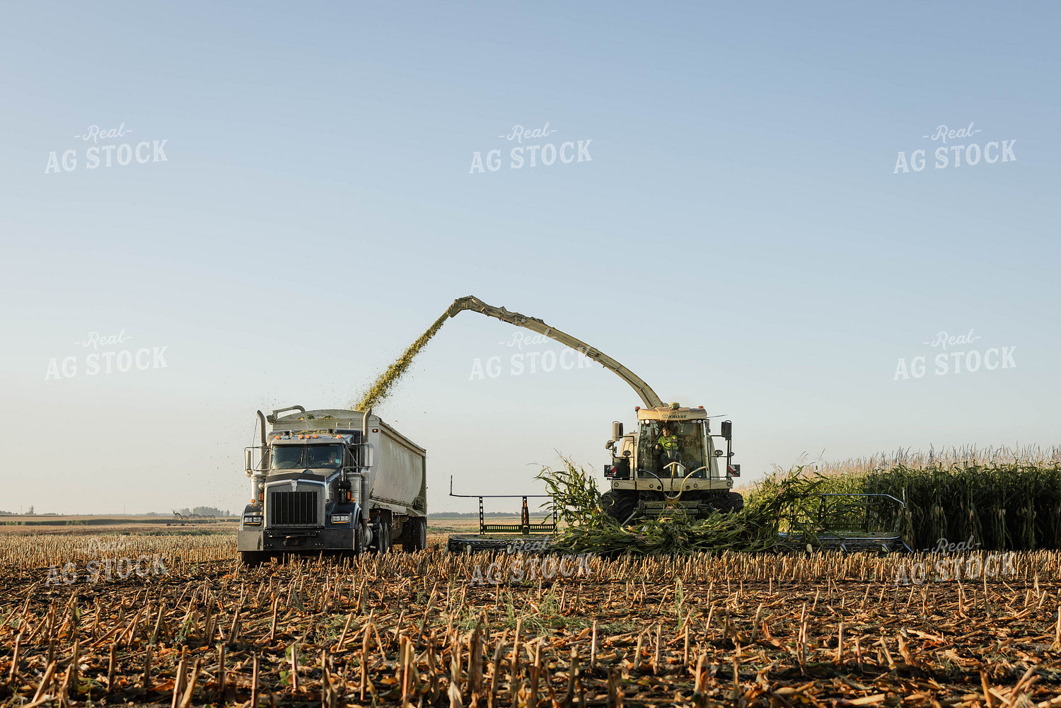 Chopping Corn Silage 152997