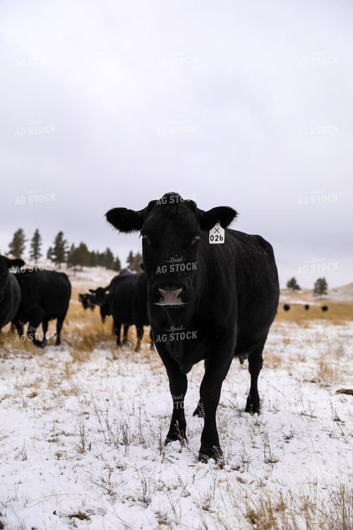 Commercial Black Angus in Winter Pasture 87018