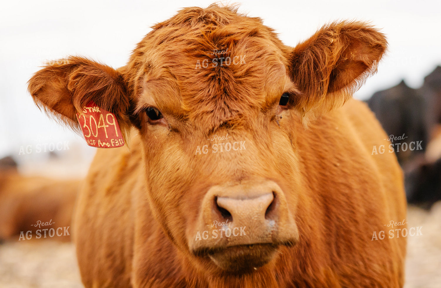 Red Angus Cattle 289076